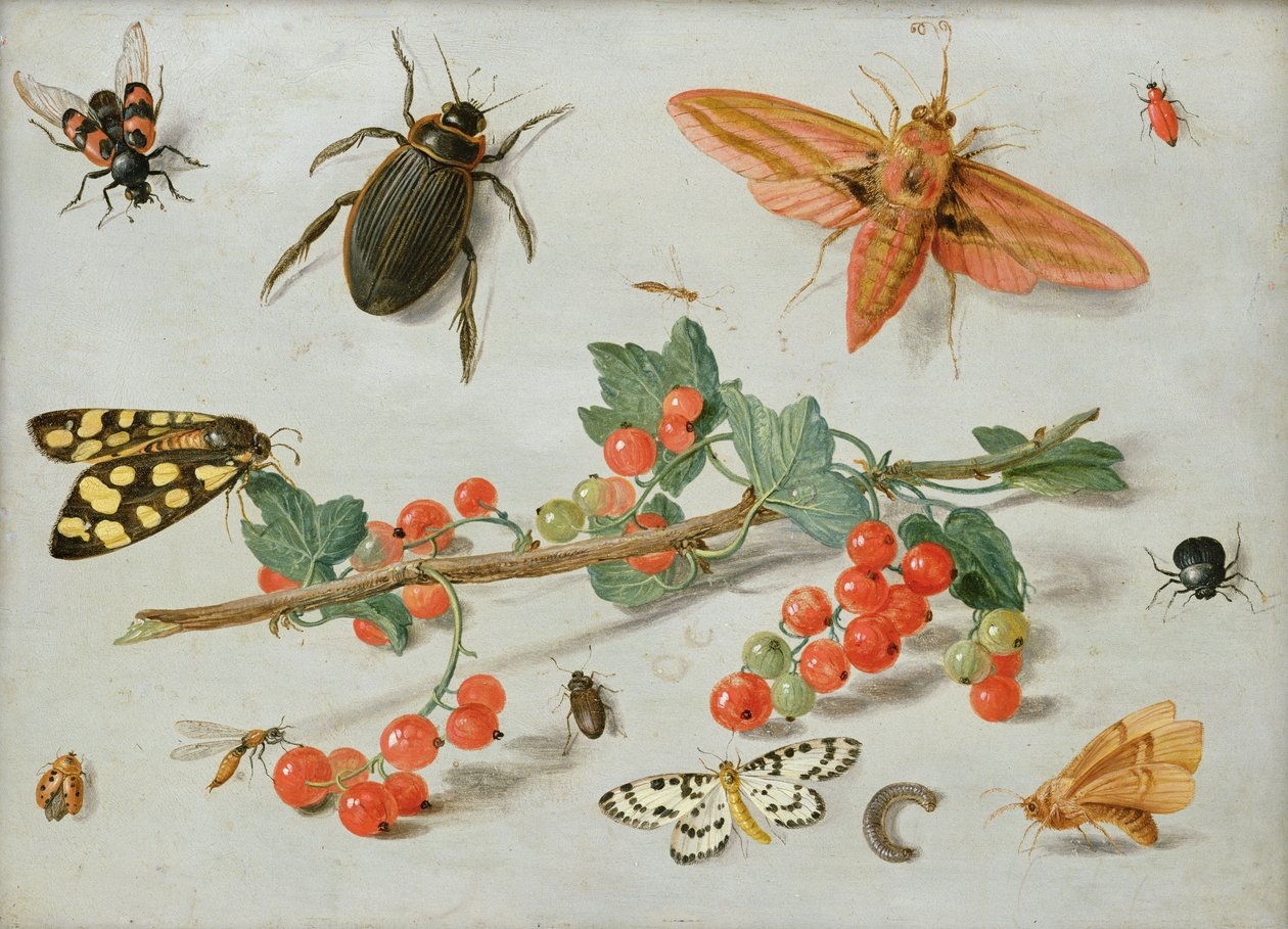 ゾウの鷹の蛾、カササギの蛾、その他の昆虫がいるスグリの小枝、1657年（銅に油彩） 作： ヤン・ファン・ケッセル長老