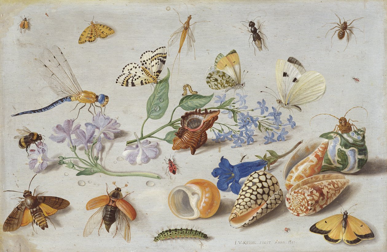蝶と他の昆虫、1661年（銅に油彩） 作： ヤン・ファン・ケッセル長老