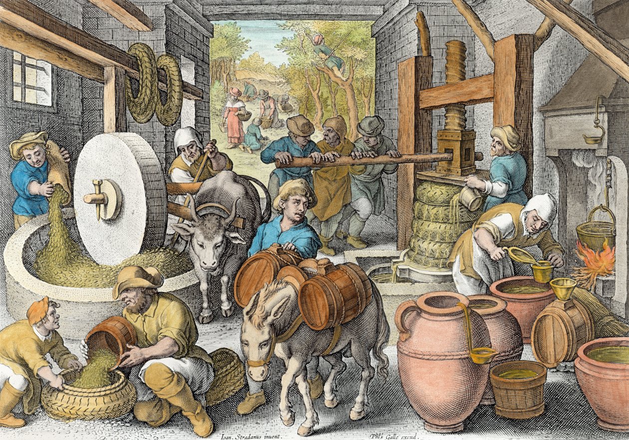 オリーブオイルの生産、フィリップゴール（1537-1612）c.1600（後の着色）によって彫刻された「ノヴァレペルタ」（新発見）のプレート13 作： ヤン・ファン・デル・ストレイト