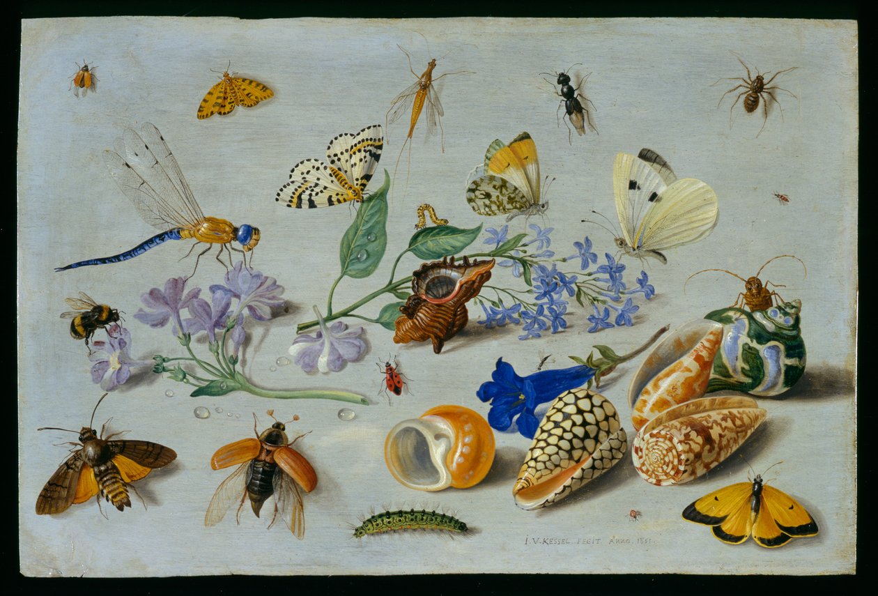蝶とその他の昆虫、1661年（銅に油彩） 作： ヤン・ファン・ケッセル長老