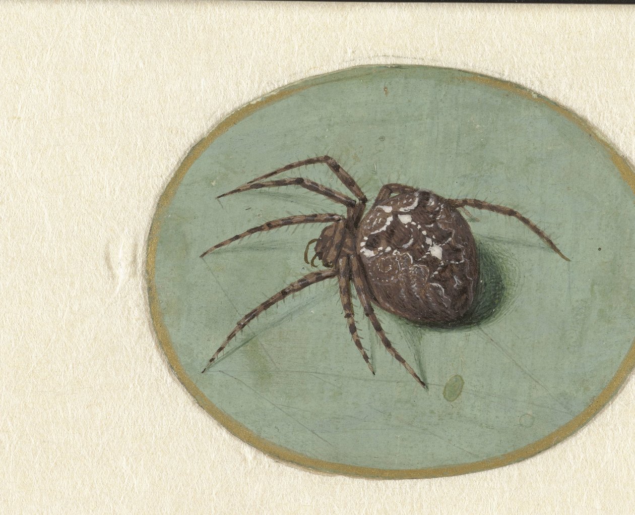 クモ 作： Jan Augustin van der Goes