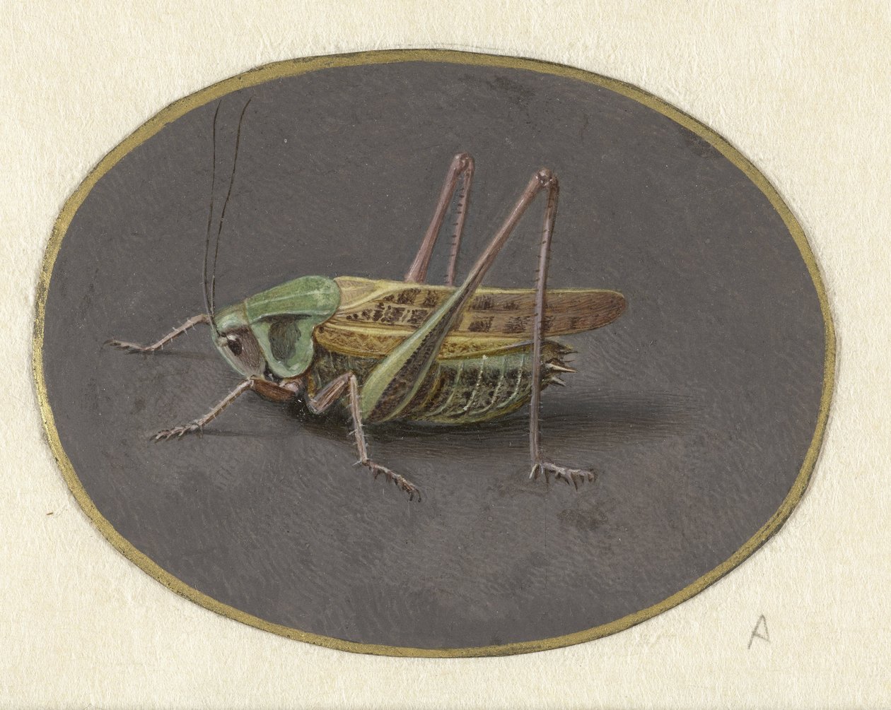 バッタ 動物（シリーズタイトル） 作： Jan Augustin van der Goes
