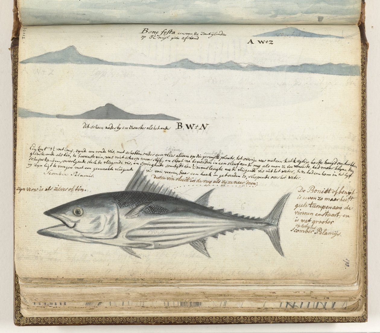 カナリア諸島の沿岸プロファイル。 魚。 作： ヤン・ブランデス