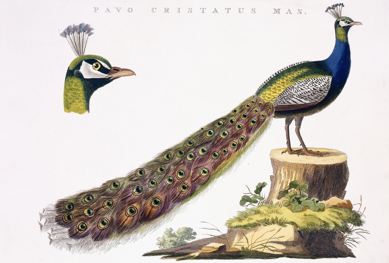 クジャク、1809-1829年頃 作： ヤン・クリスティアン・セップ