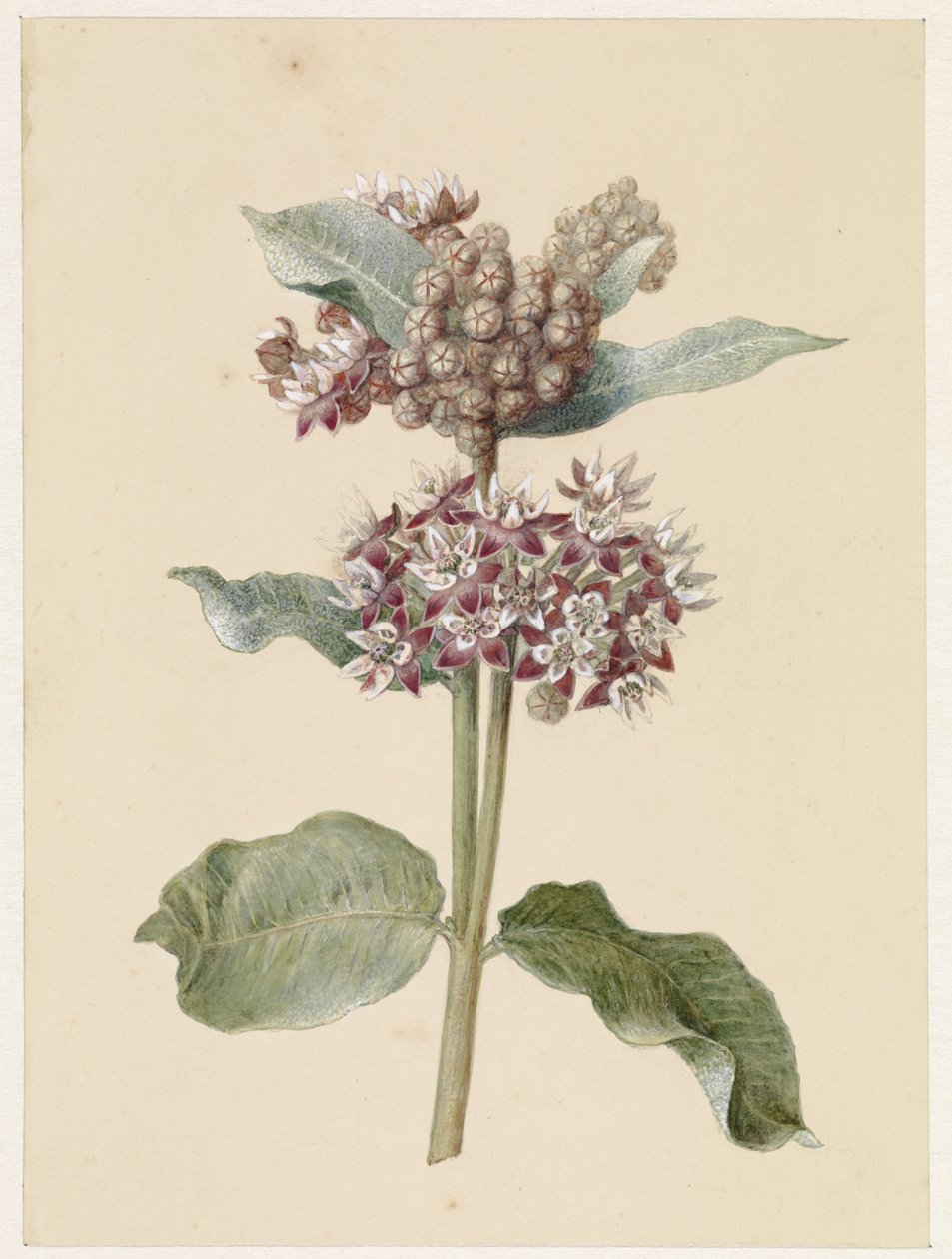 開花アスクレピアス種 作： Jan Jacob Gotheling Vinnis