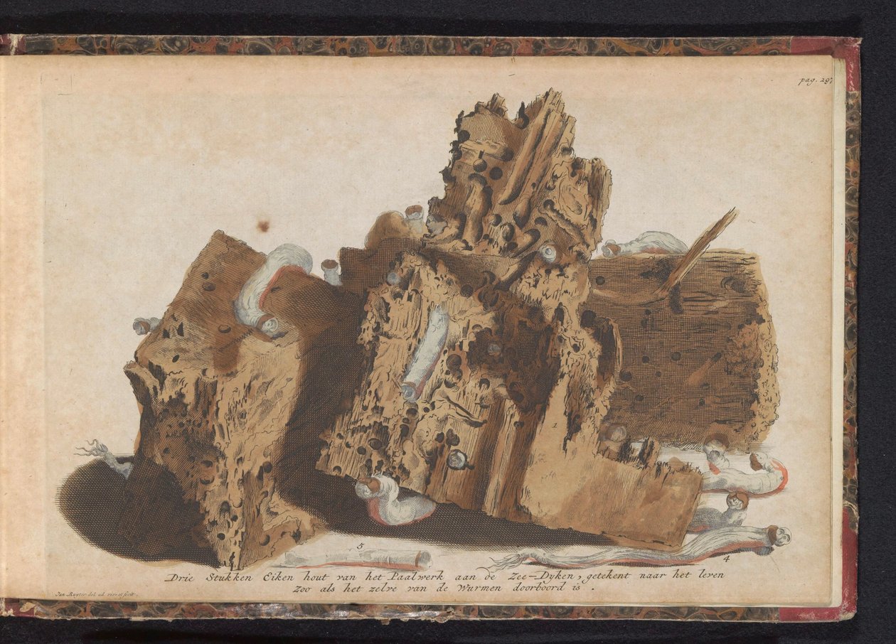 船虫の影響を受けたポールワークの部分、1731 Paalwerk aan de Zee-Dyken からの 3 枚の樫の木、ワーメンによって突き刺された生の後に描かれています (オブジェクトのタイトル) 作： Jan Ruyter