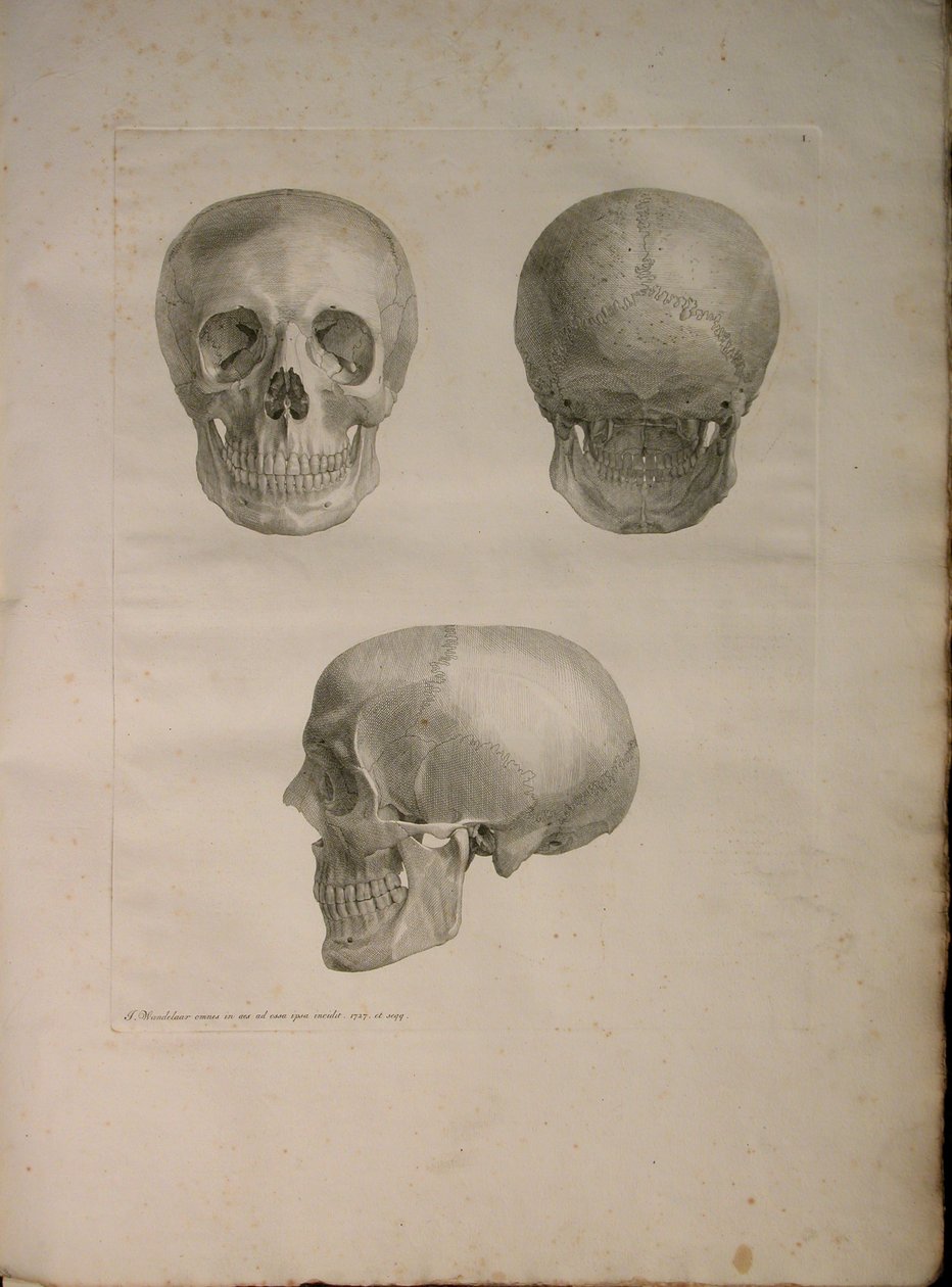 アルバム2 Pl。 1、J.undHによって発行された「人間の骨のテーブル、Bernhard Siegfried Albinus（1697-1770）、1729年作。 Verbeek、bibliop。 1753年、ライデン 作： ヤン・ワンデラー