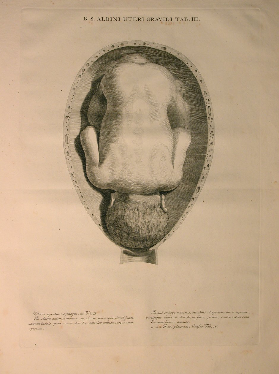 アルビナス、PI。 3、J.undHによって発行された「Bernhard Siegfried Albinus（1697-1770）による「人間の骨の表」から。 Verbeek、bibliop。、ライデン、1748 作： ヤン・ワンデラー