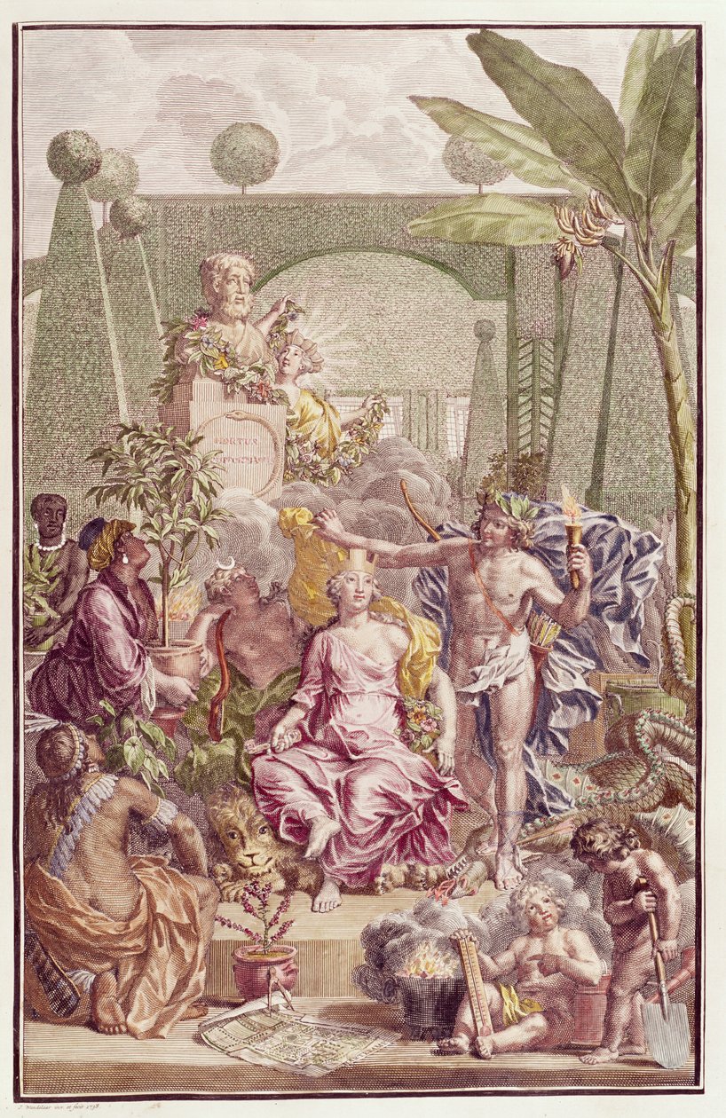 カールリンネウスによる「ホルトゥスクリフォルティアヌス」の口絵（1707-78） 作： ヤン・ワンデラー