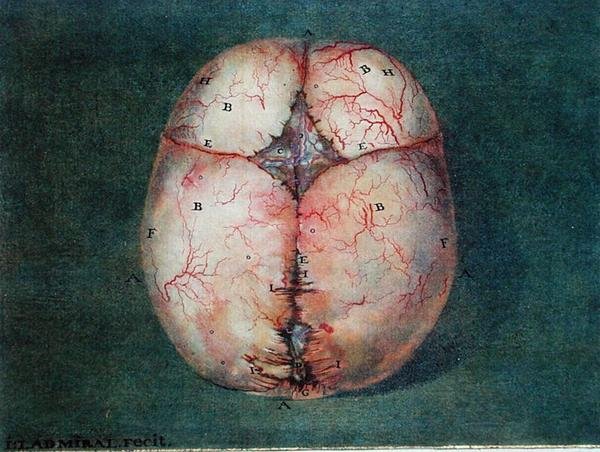 フェリックス・ヴィック・ダジール（1748-94）の「脳の解剖学的考察」より。 作： ヤンまたはジョアンズラドミラル