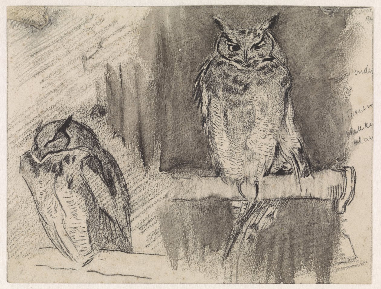 フクロウの 2 つの習作 作： ヤン・ファン・エッセン