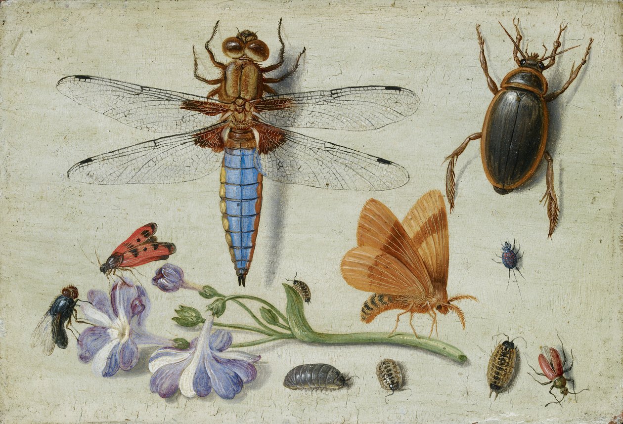 コックチャファー、カブトムシ、ウッドリスなどの昆虫とオーリキュラの小枝 1650年代前半 作： ヤン・ファン・ケッセル