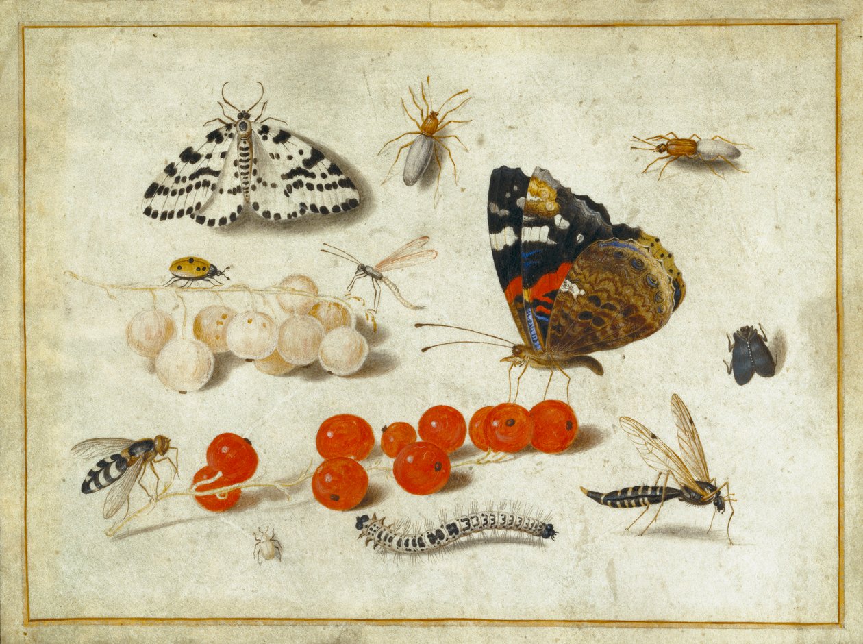 バタフライ、キャタピラー、ガ、昆虫およびスグリ、c.1650-65（ガラムとベラムのインク） 作： ヤン・ファン・ケッセル長老