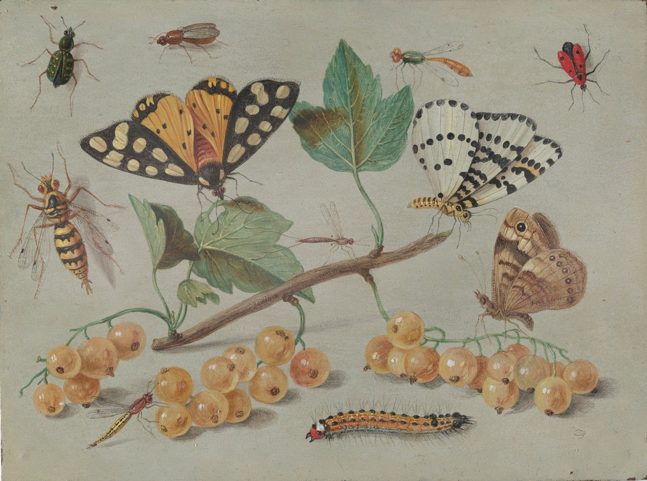 蝶と昆虫の研究、1655年頃 作： ヤン・ファン・ケッセル