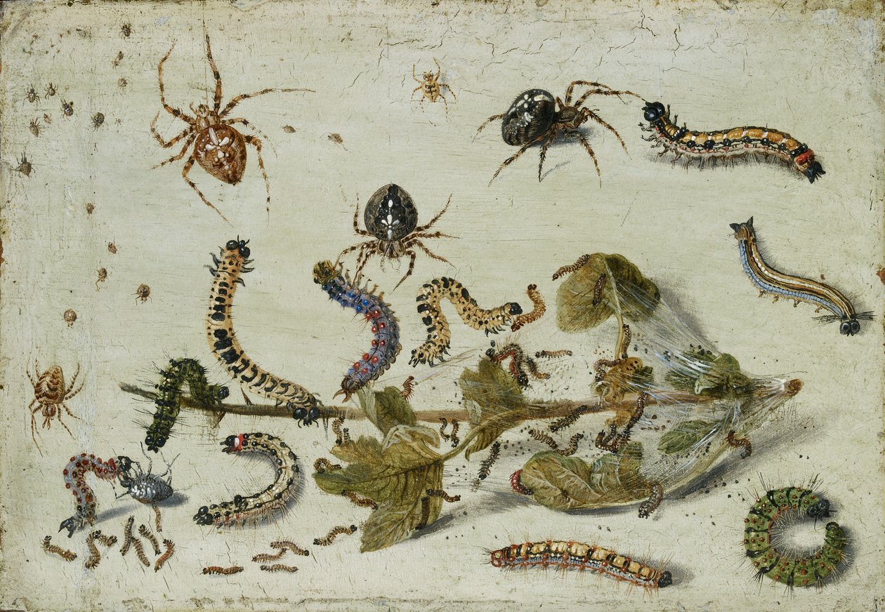 様々なクモとアオムシ、グーズベリーの小枝付き 1650年代前半 作： ヤン・ファン・ケッセル
