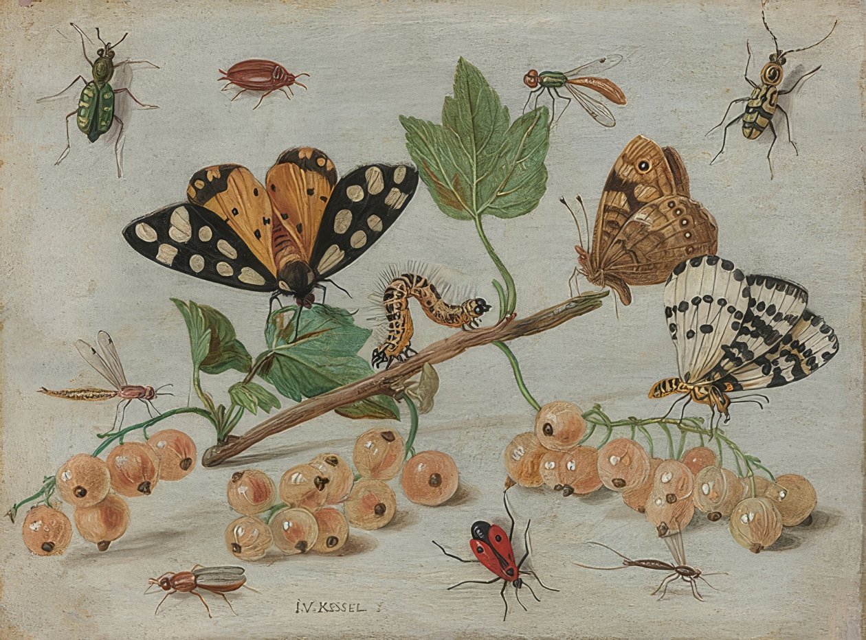 昆虫と果物。 1660-65年頃 作： ヤン・ファン・ケッセル長老