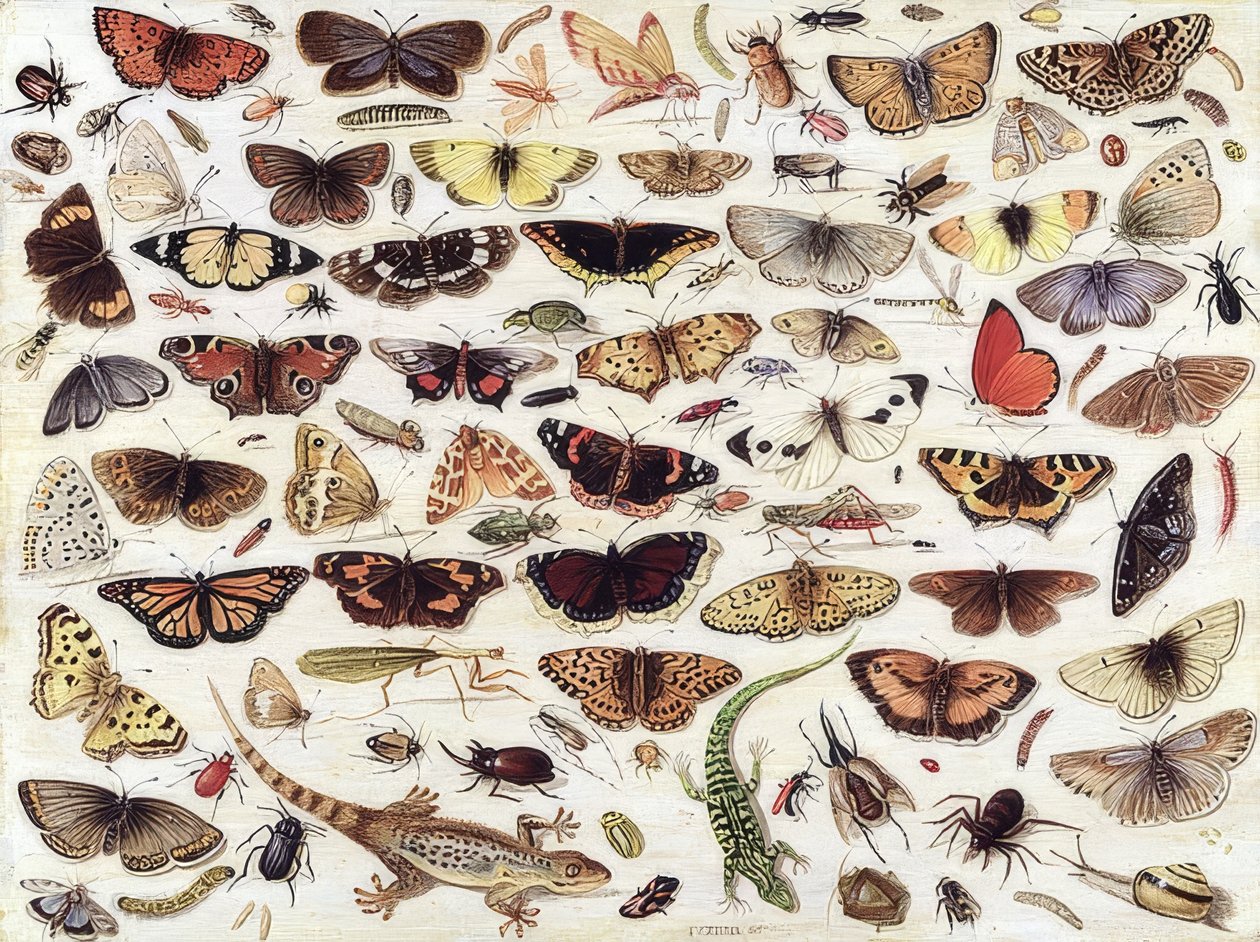 蝶や他の昆虫の研究。 1657 作： ヤン・ファン・ケッセル長老