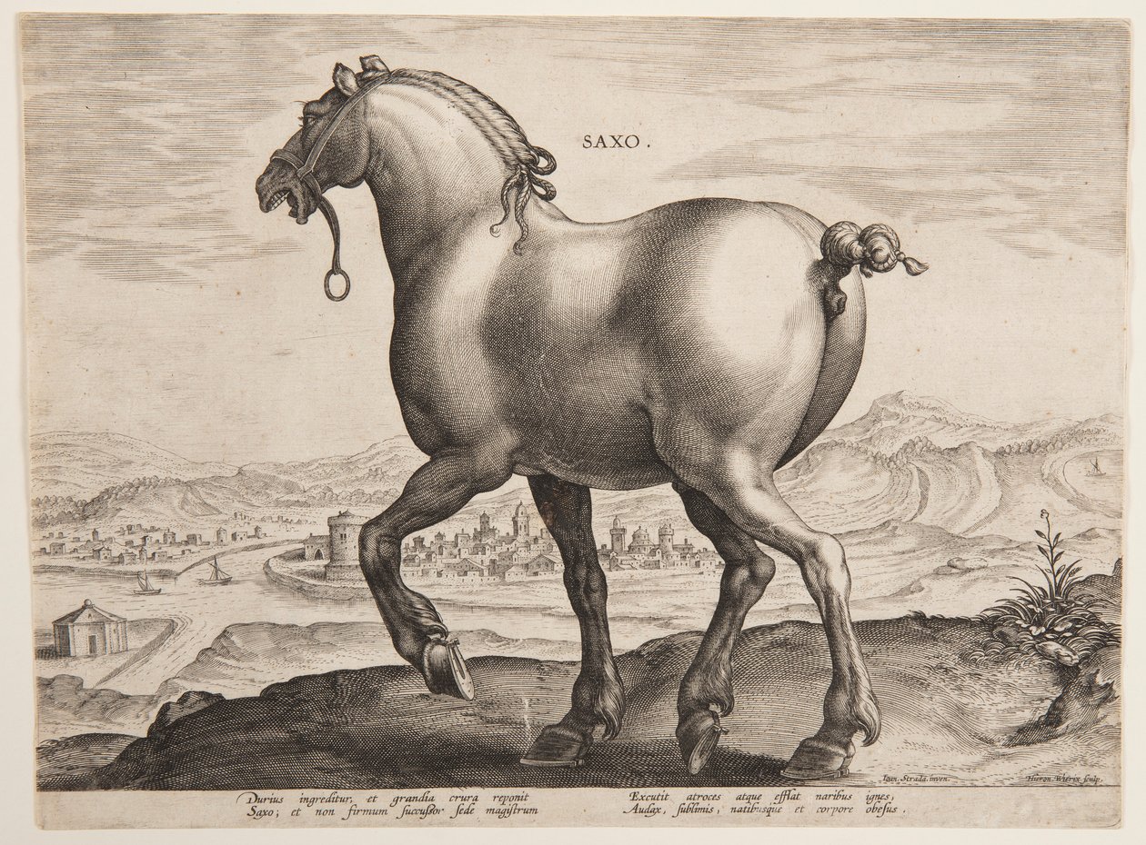 「Equile Joannis Austriaci」の最初のセットからのサクソン馬 作： ヤン・ファン・デル・ストラート、通称ストラダヌス