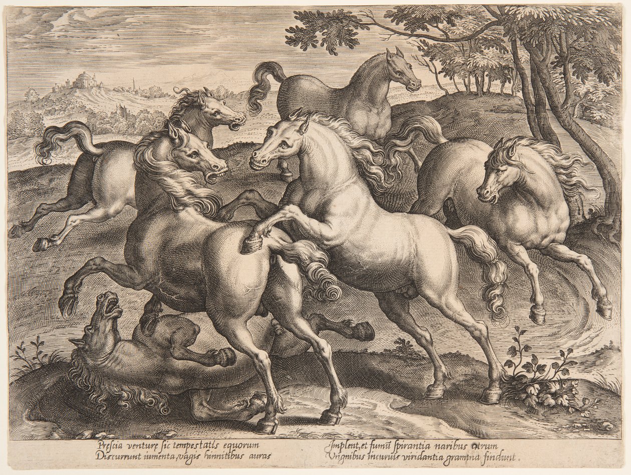 「Equile Joannis Austriaci」の第 4 セットからのファイティング ホース 作： ヤン・ファン・デル・ストラート、通称ストラダヌス