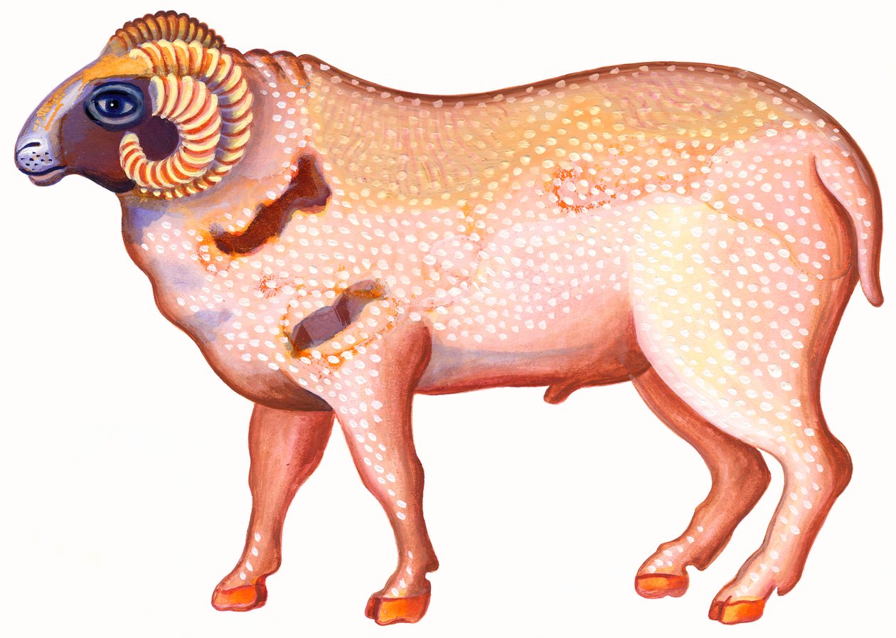 Aries the Ram、1996、（インクとガッシュ） 作： ジェーン・タッターズフィールド