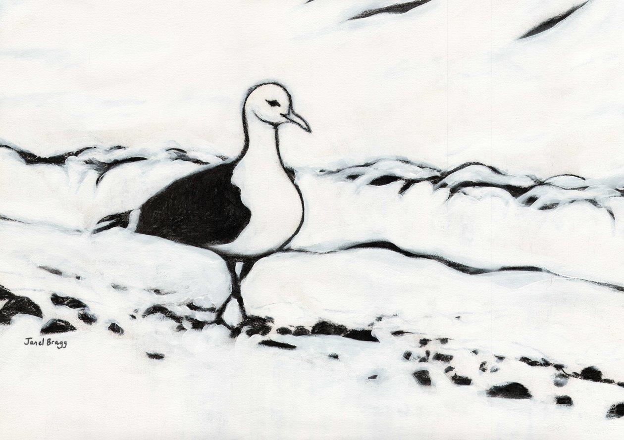 Seagull from Washington Park, c.2017 （木炭、ジェッソ、紙） 作： ジャネル・ブラッグ