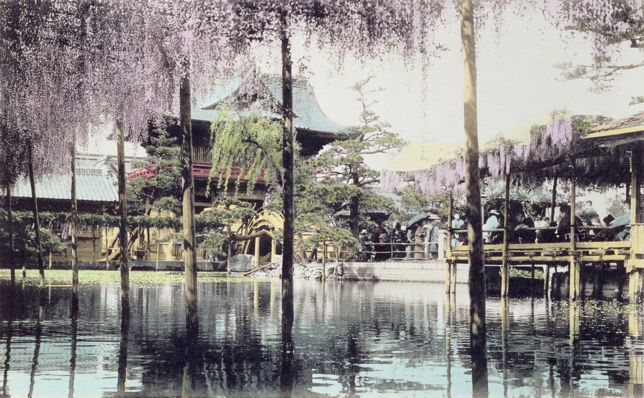 19世紀後半の東京、亀戸寺院庭園の池に咲く藤の花（手描きの写真）（172943も参照） 作： 日本の写真家