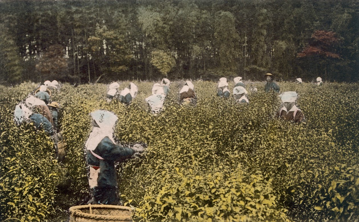 お茶を選ぶ女性、男性の監督者（手描きの写真） 作： 日本の写真家