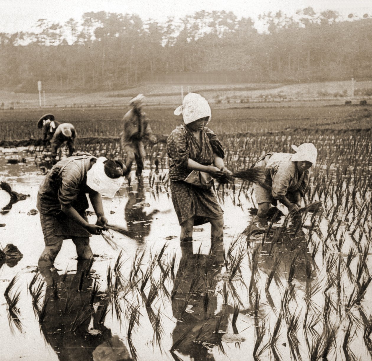 日本の田植えの女性、1900年頃（アルブメン写真） 作： 日本の写真家