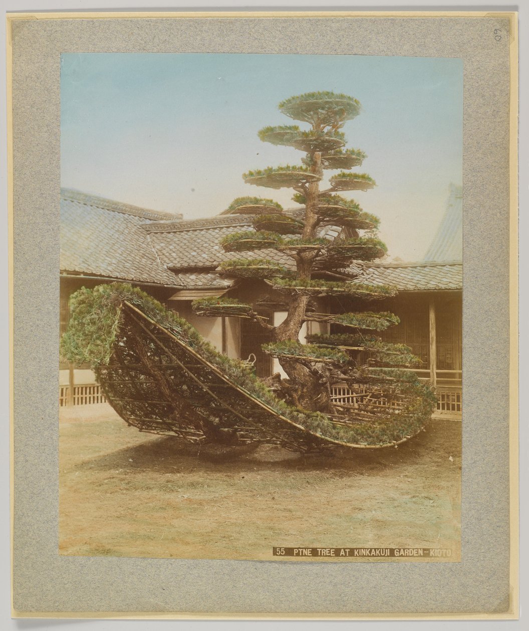 京都・金閣寺庭園の松（手彩色のモノクロ写真 作： 日本の写真家
