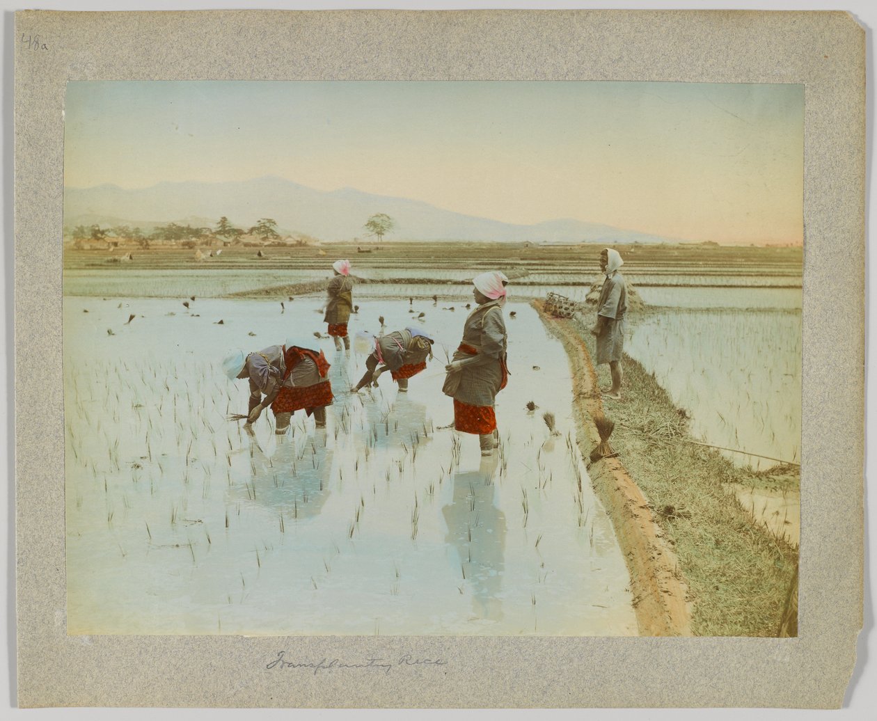 稲の移植（日本）（手彩色のモノクロ写真 作： 日本の写真家