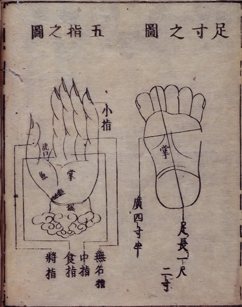 16029.b.5 fol.15v 手と足のツボを示す図、中国の鍼治療書の日本語解説