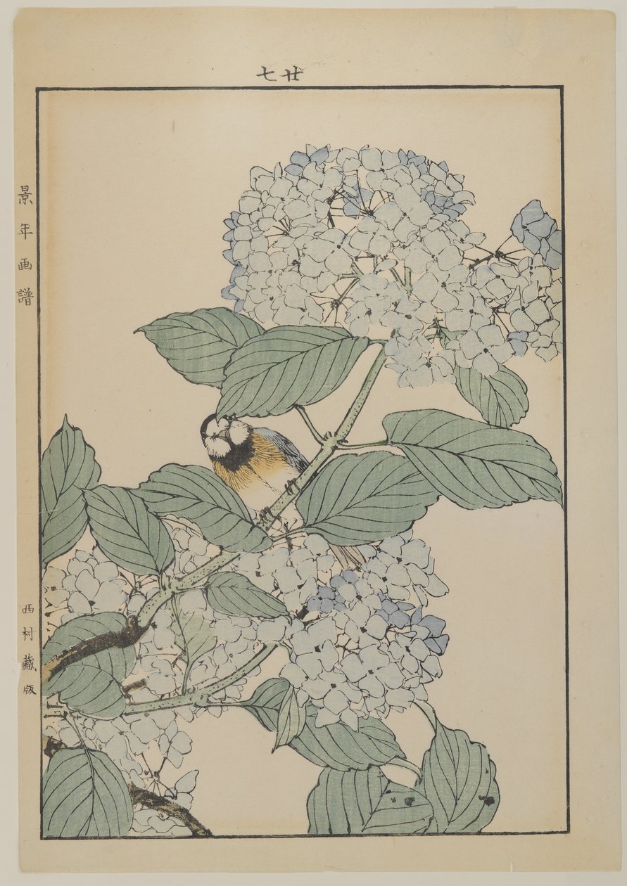 アジサイの鳥、明治時代、1868-1912年頃（カラー木版画） 作： 日本語学校