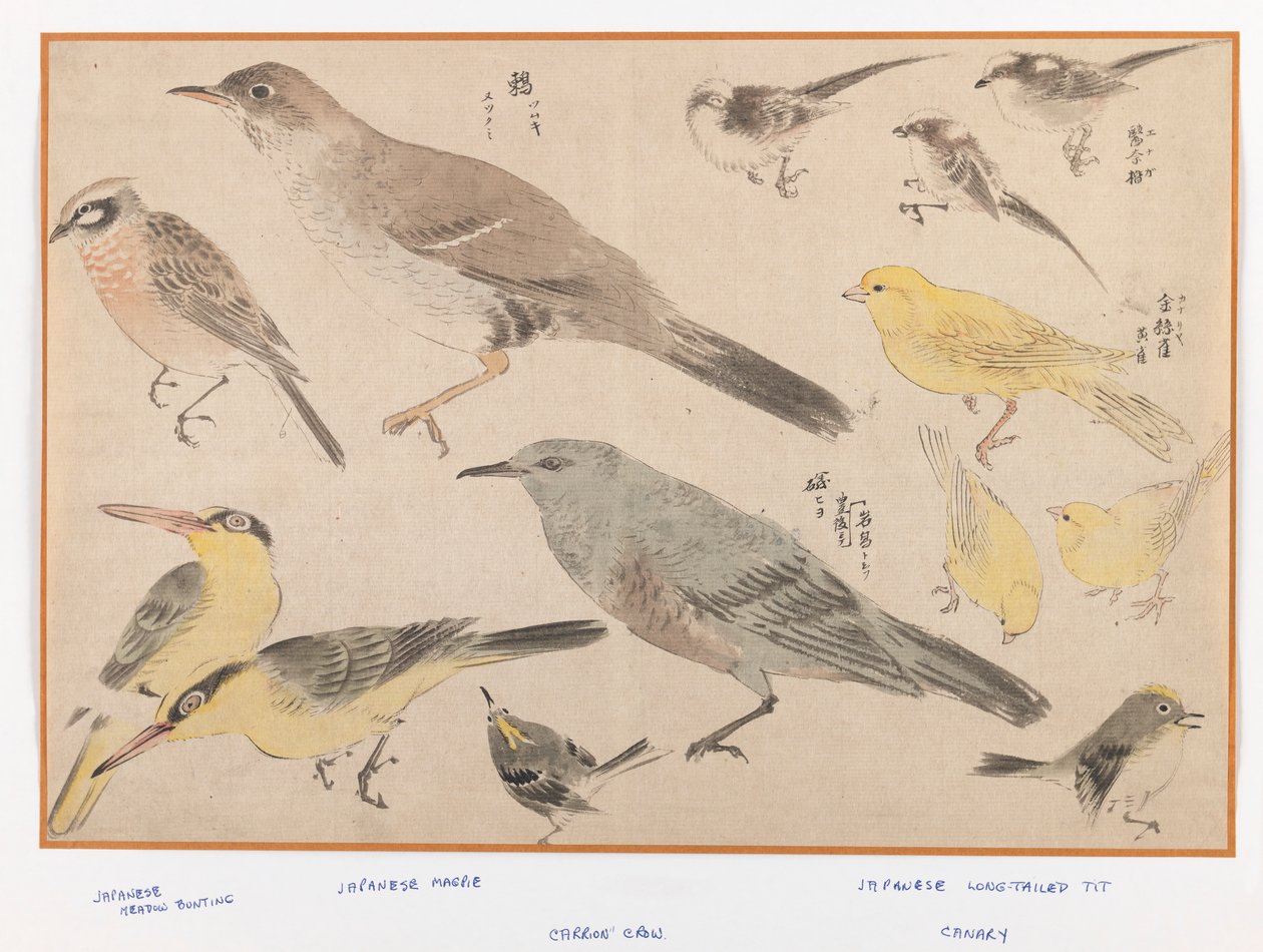 おきょう風の鳥（版画カラープリント） 作： 日本語学校