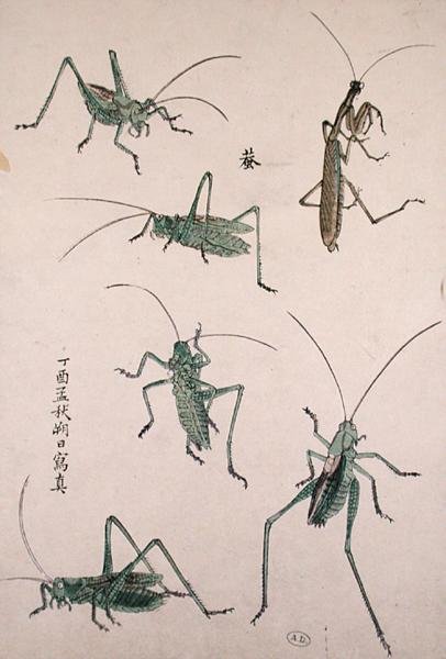 バッタ（カラー木版画） 作： 日本語学校