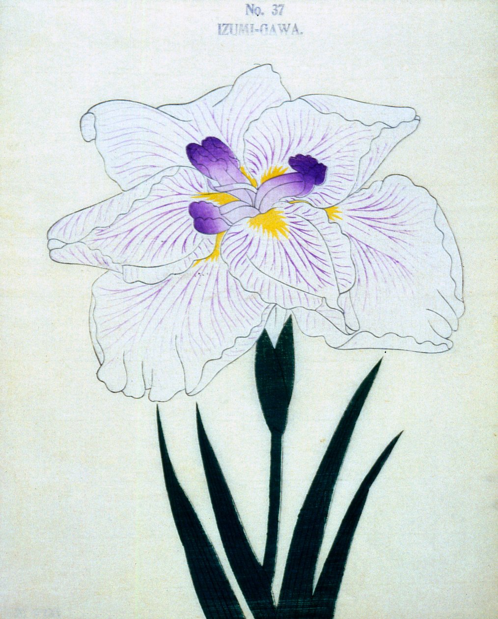 Izumi-Gawa, no.37, 1898  作： 日本語学校