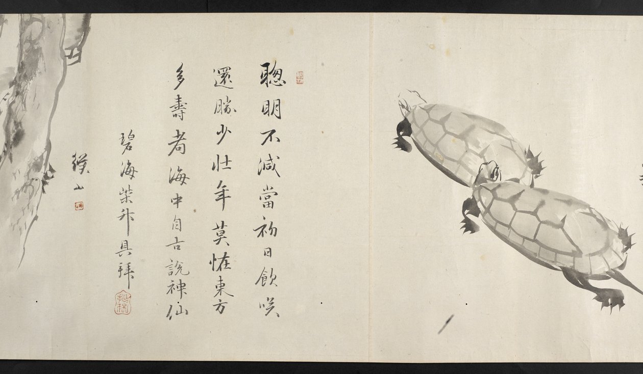 または。 14872, f.36, 二匹の亀 吉田青斎より 作： 日本語学校
