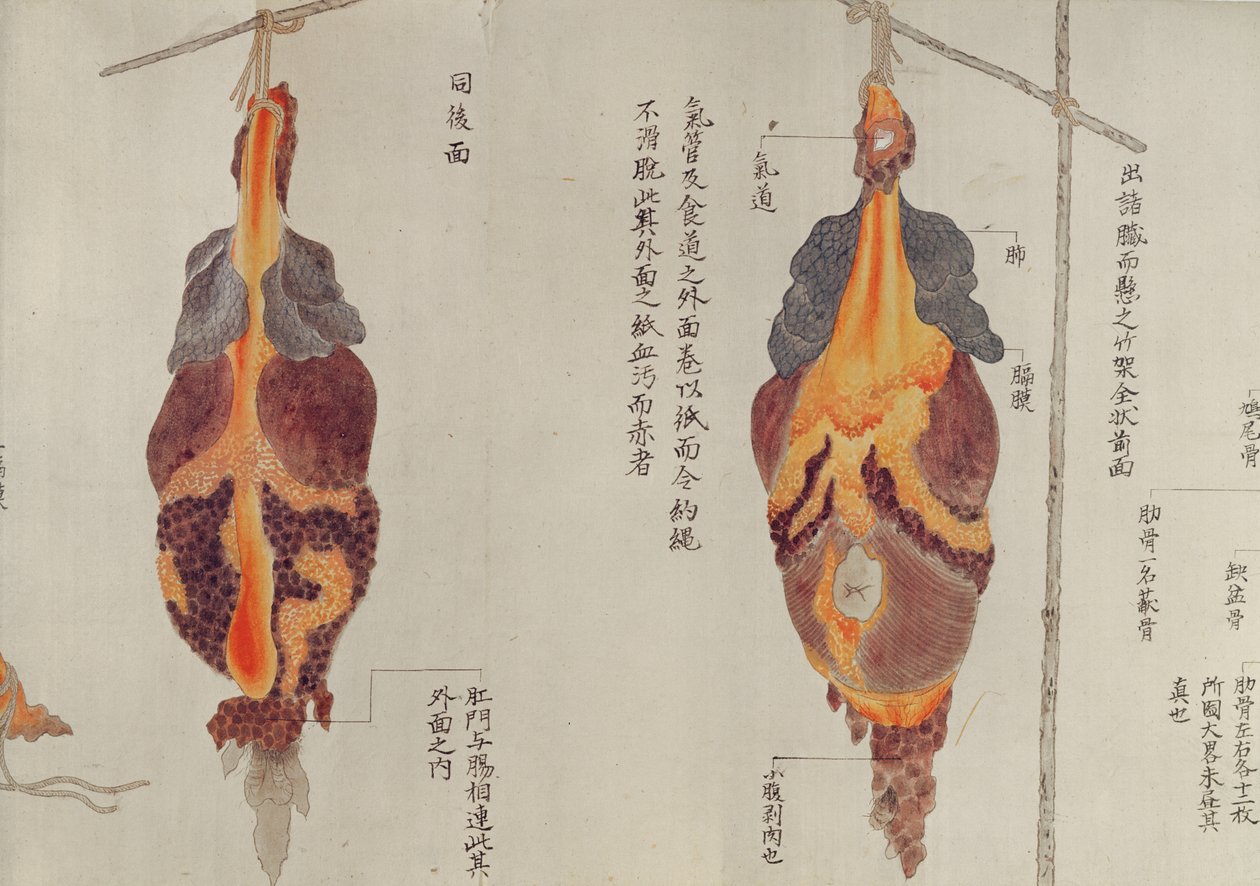 1796年の拷問の犠牲者の解剖による肺、みどりの医師の巻き物、1842年（紙にペンとインクとトイレ） 作： 日本語学校