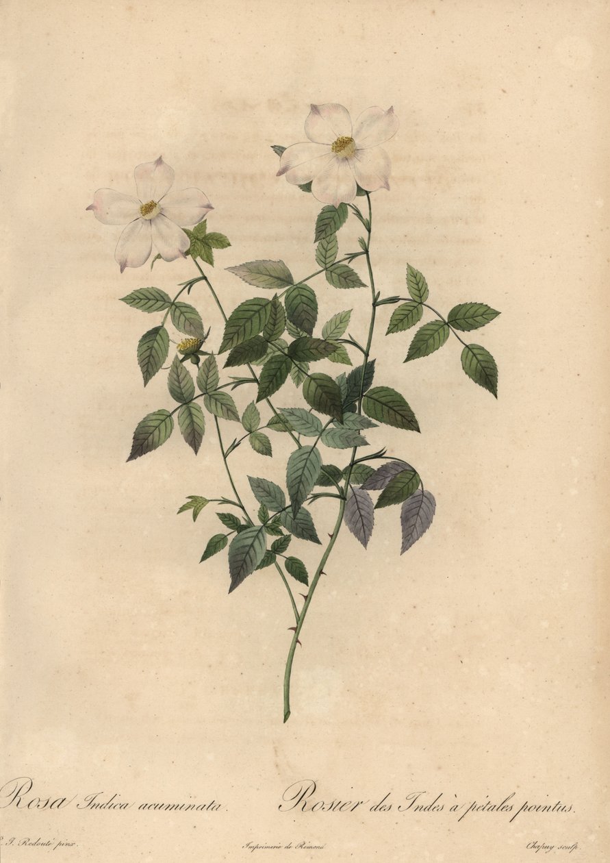 白とピンクのチャイナローズ（Rosa chinensis）。 作： Jean-Baptiste Chapuy