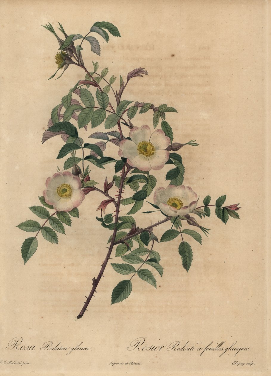 白とピンクのバラ、Rosa redutea glauca。 作： Jean-Baptiste Chapuy