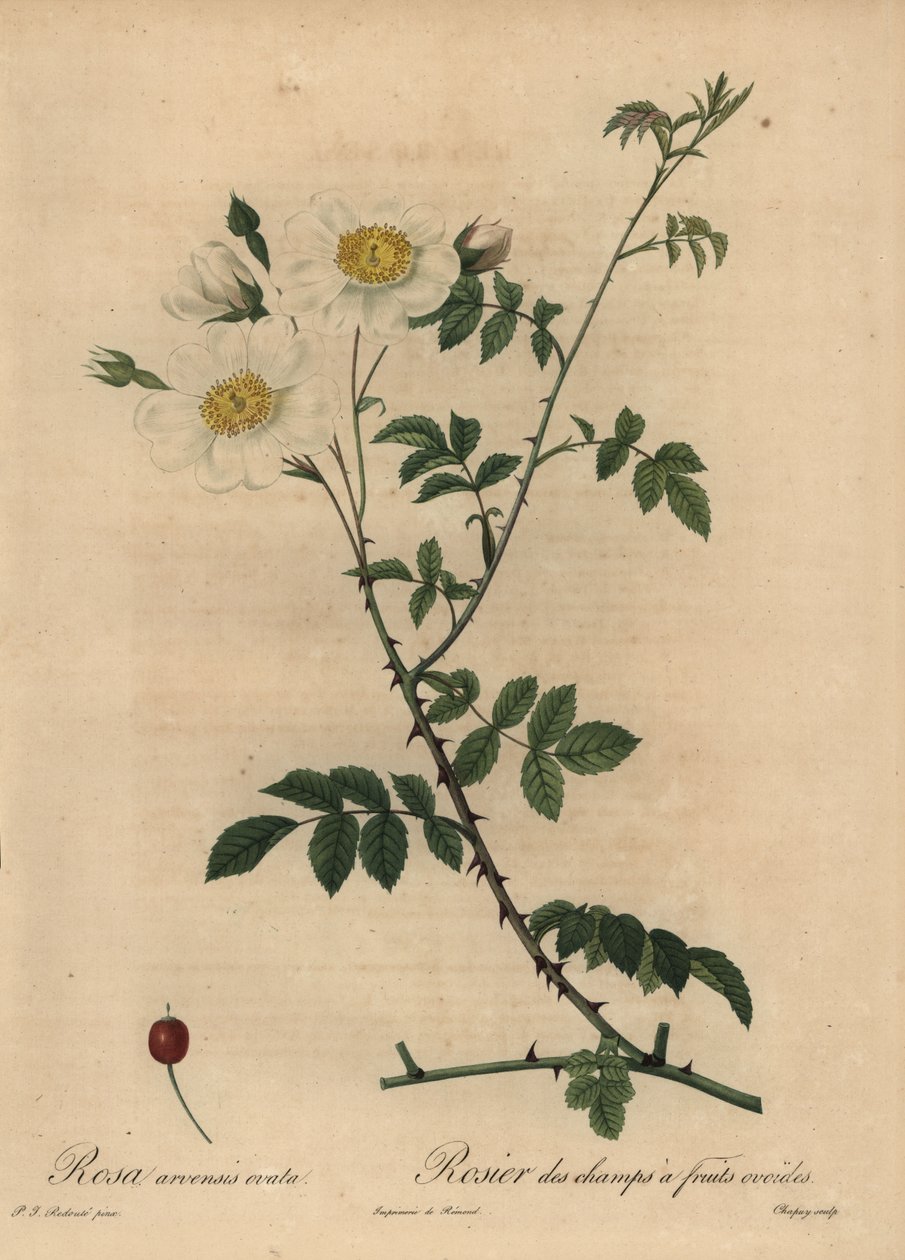 ホワイトフィールドローズ（Rosa arvensis）。 作： Jean-Baptiste Chapuy