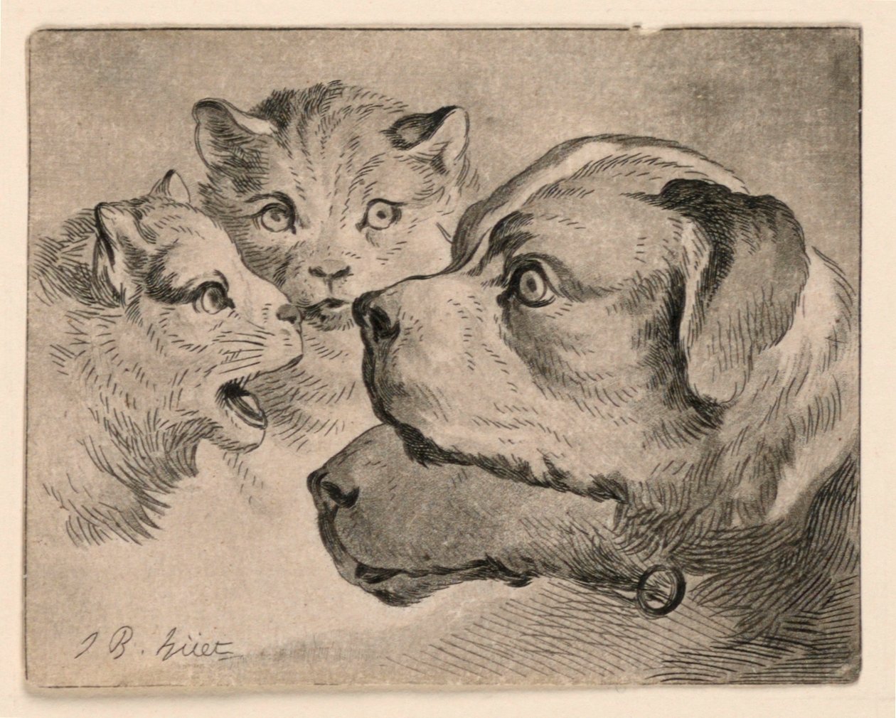 猫と犬の頭 作： ジャン・バプティスト・ウエト