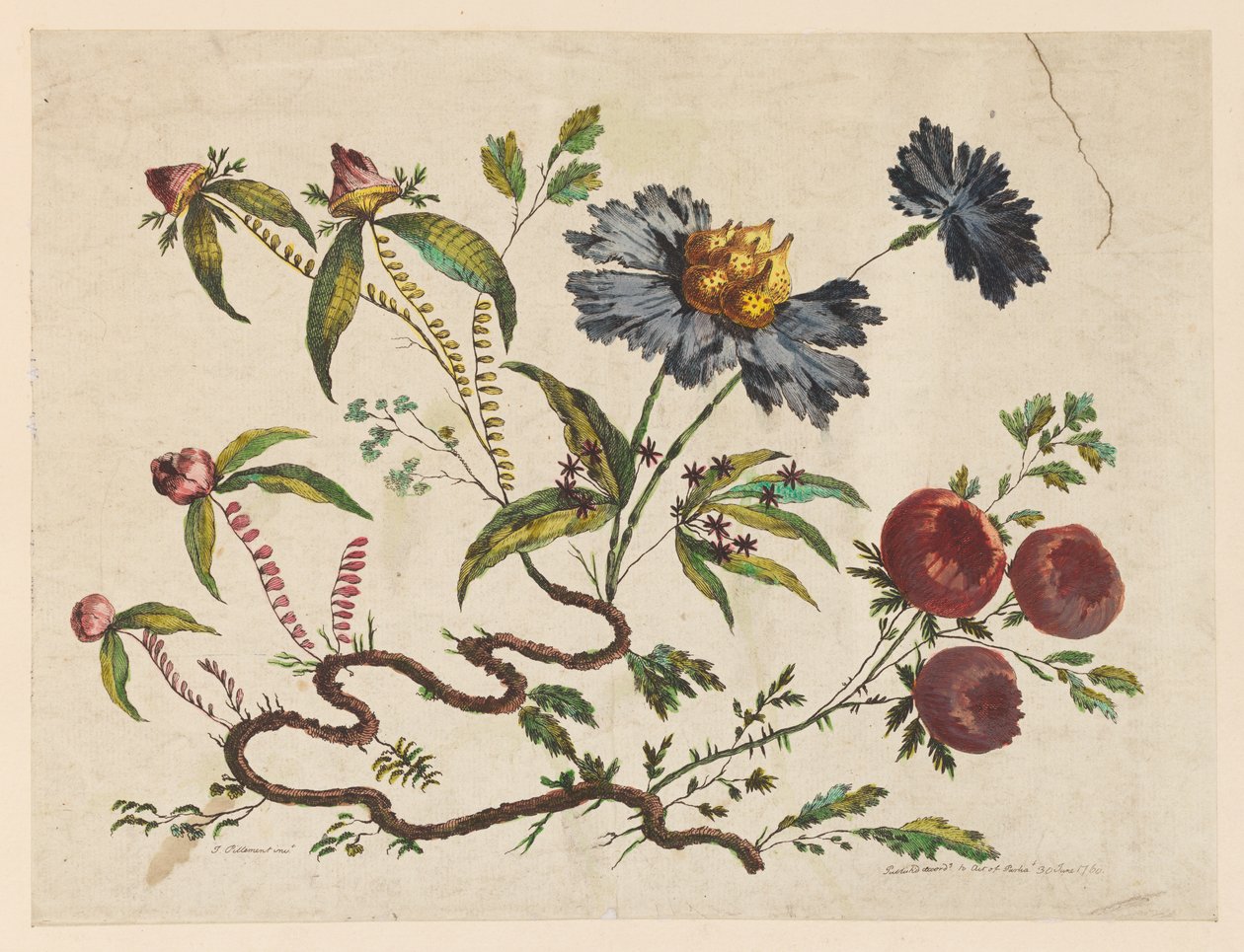 花を買った、「中国の味のさまざまな幻想の花のコレクション」より 作： ジャン・バプティスト・ピレメント