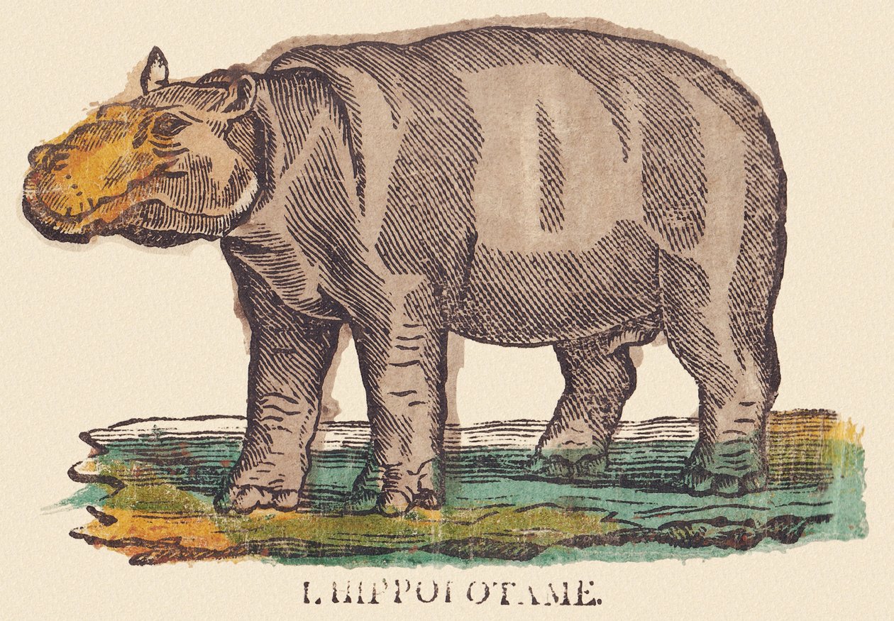 カバ、1840-1852年頃（リトグラフ） 作： ジャン＝バティスト・ティボー