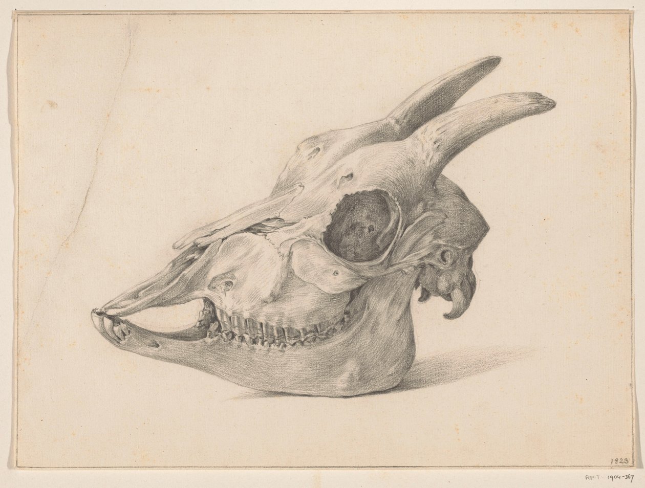 ヤギの頭蓋骨 | ジャン・バーナード