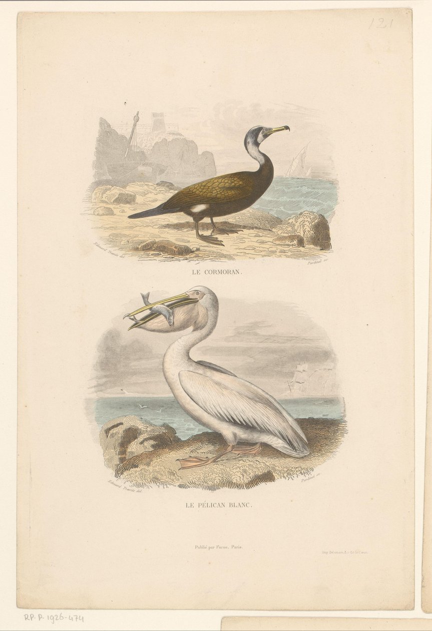 鵜とシロペリカン Le cormoran (オブジェクトのタイトル) Le pelican blanc (オブジェクトのタイトル) 作： ジャン・チャールズ・パーディネル
