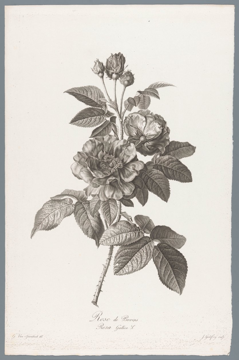 フランスのルース Rose de Provins / Rosa Gallica L. (オブジェクトのタイトル) 自然が生んだ花 (…) (連載タイトル) 作： ジャン・ゴデフロワ