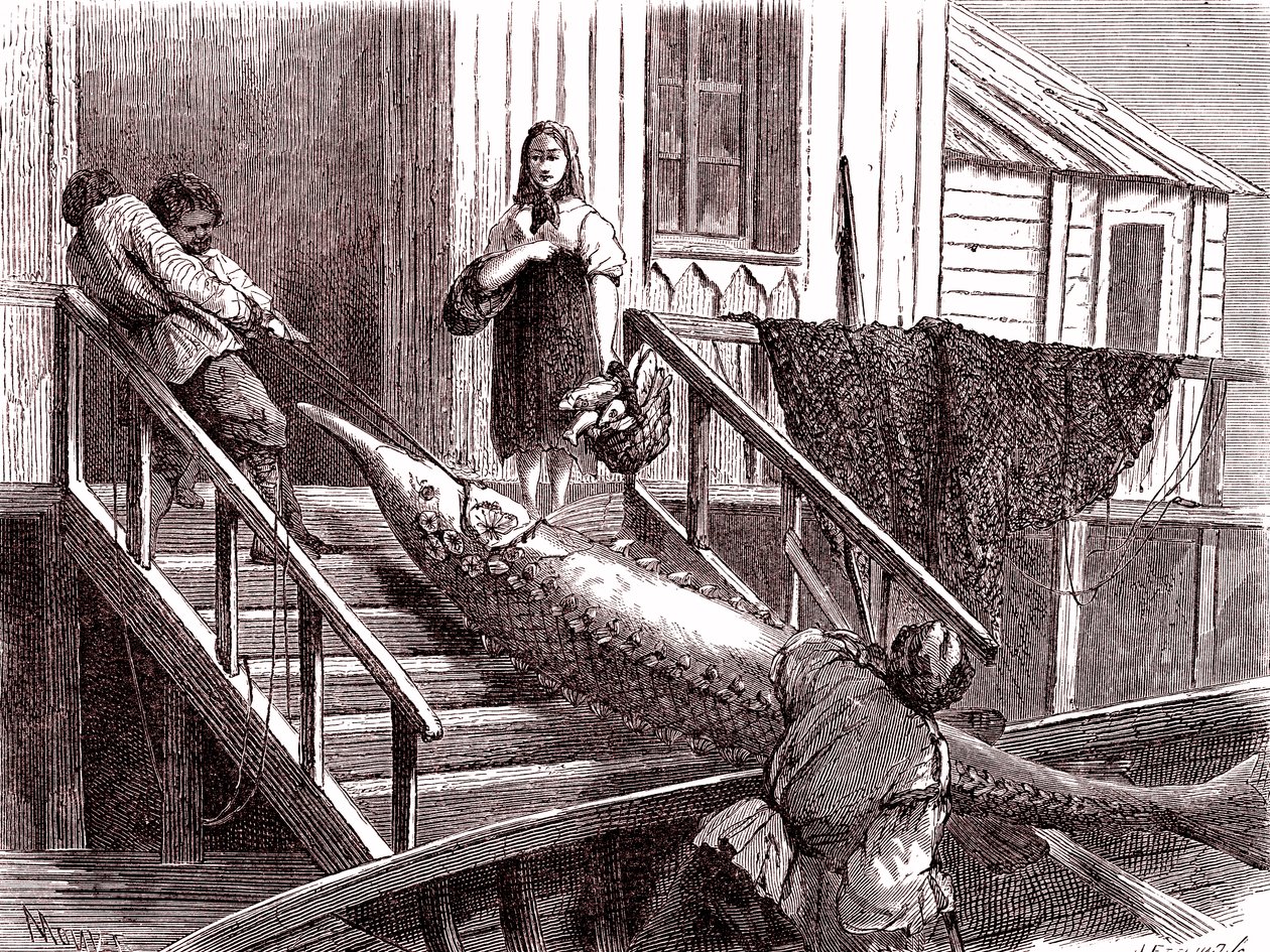 ロシア、ヴォルガ川でのチョウザメ釣り。1867年（エングレーヴィング） 作： ジャン・ピエール・モネ