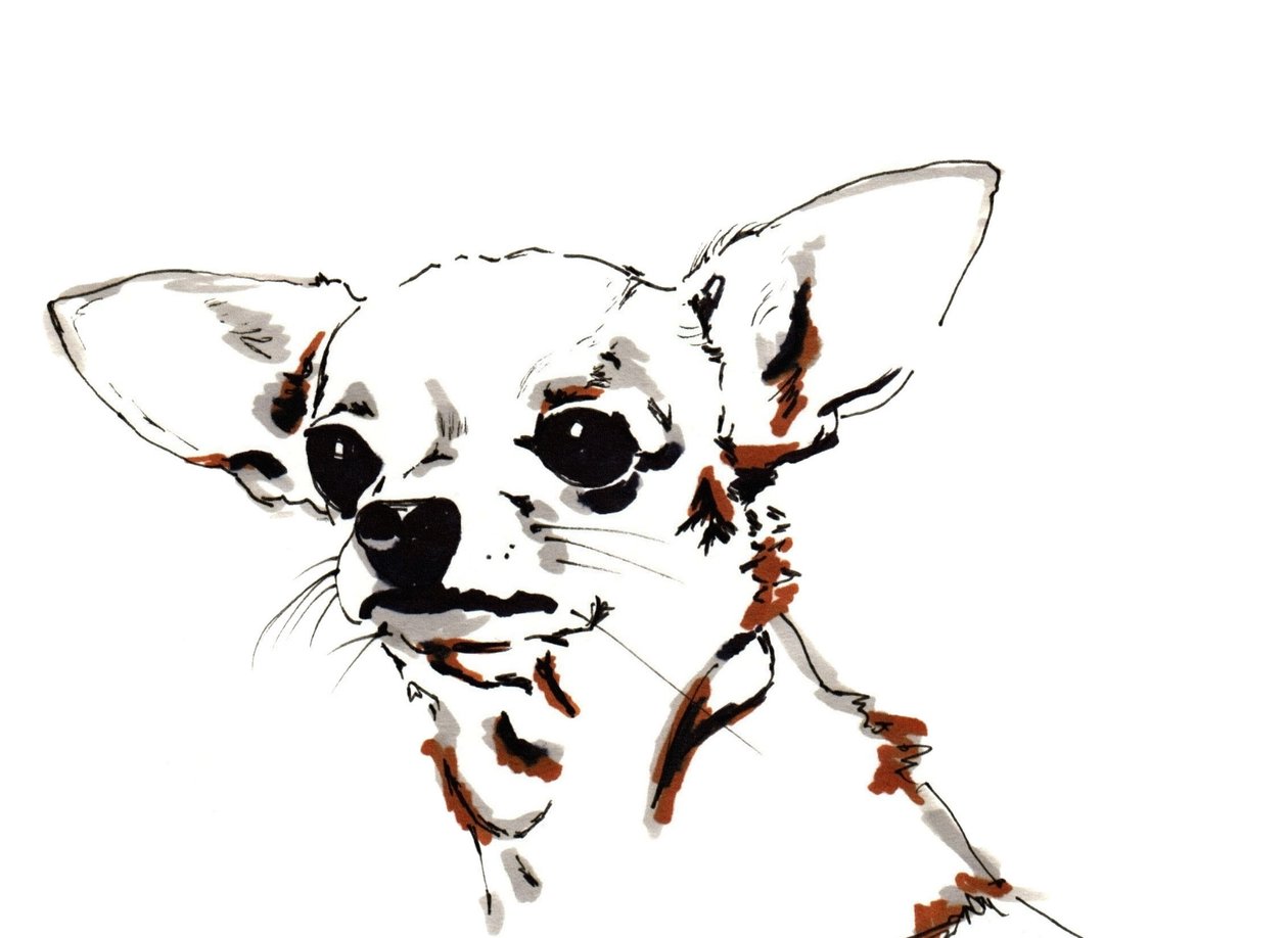 Big Ears、チワワ、2012（ペン、紙にインク） 作： ジョー・チェンバース