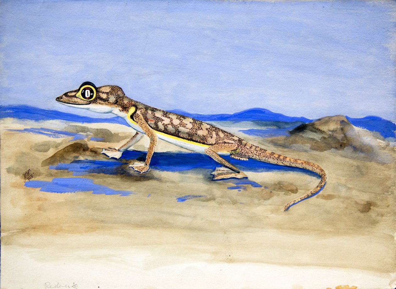 Palmatogecko rangeiアンダーソン、1928年（紙にトイレ） 作： ジョーン・プロクター