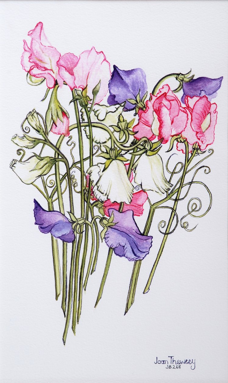 Tendrils 2012と10の甘いエンドウ豆 作： Joan Thewsey